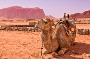 Oman Empty Qurter