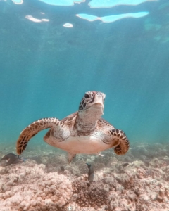 Under sea of Oman