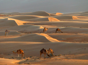 Wahiba Sands