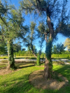 Qurum Park