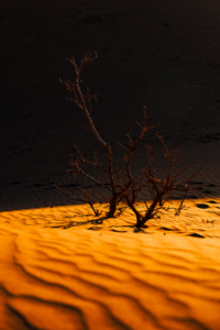 Sahara desert 