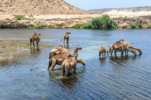 wadi darbat