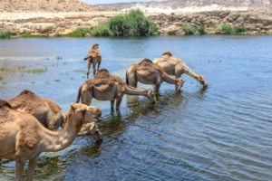 Dromedaries at Wadi Darbat