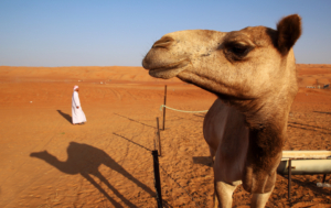 camel and a bedouin at sunset