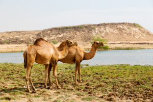 oman camel empty quarter