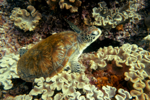 Marine life in Muscat