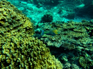 Daymaniyat island Oman