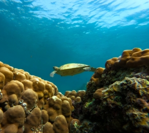 Daymaniyat Islands Muscat