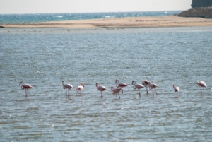 Flamingo in Mirbat