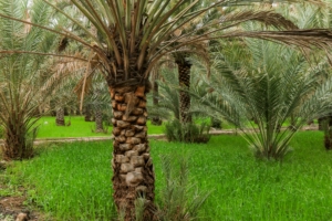 fertile strip Oman