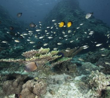 Scuba diving in Daymaniyat Islands