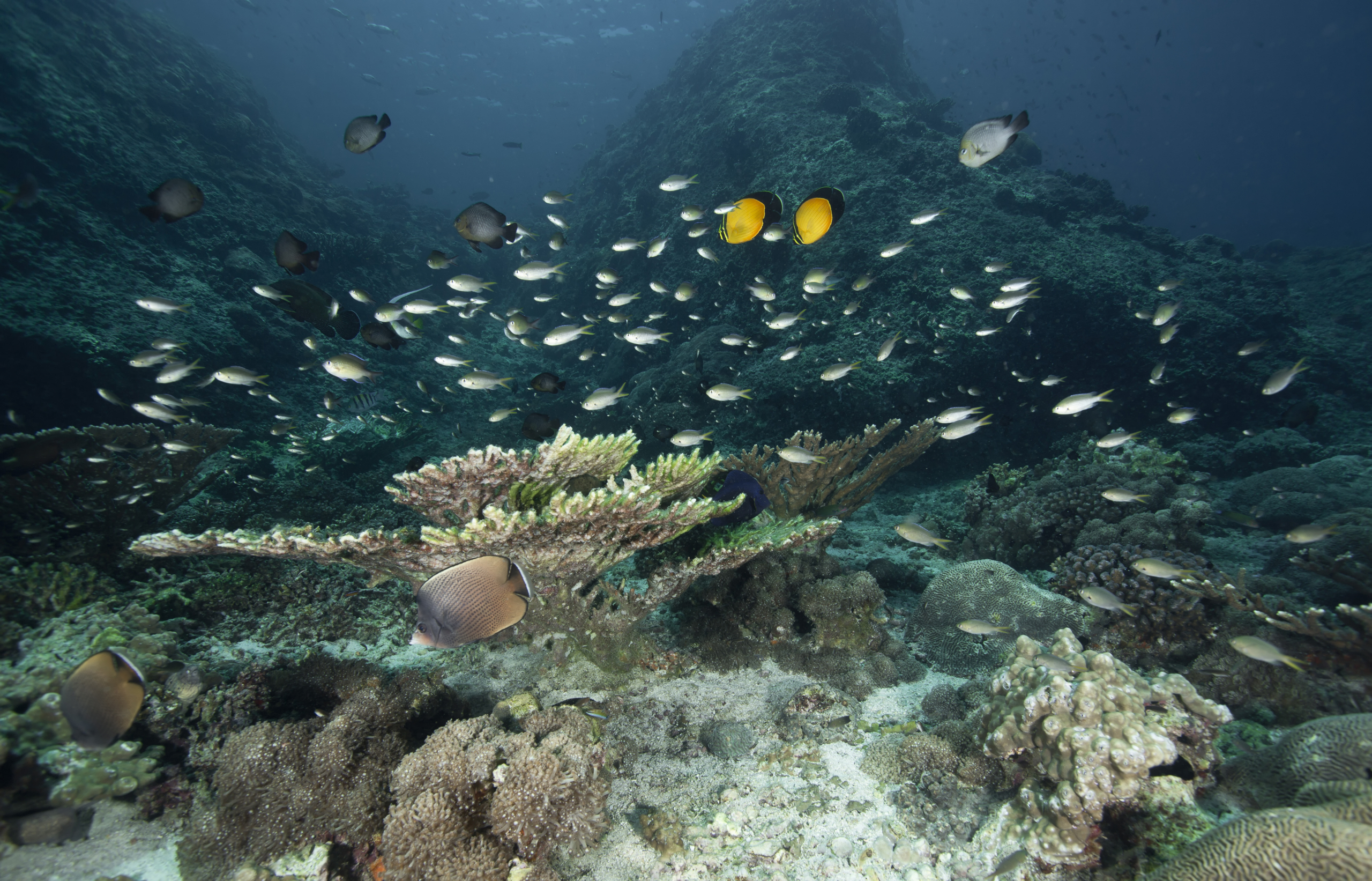 Scuba diving in Daymaniyat Islands