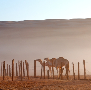Camels in the Empty Quarter