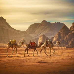 Camels In Wahiba desert