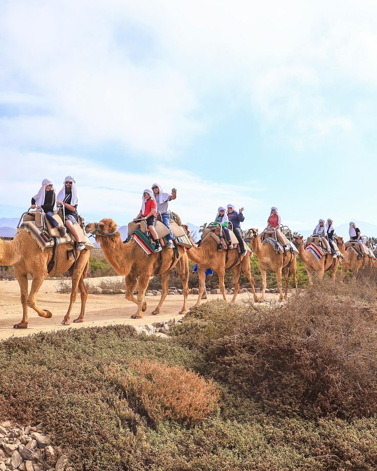 Camel Riding Salalah