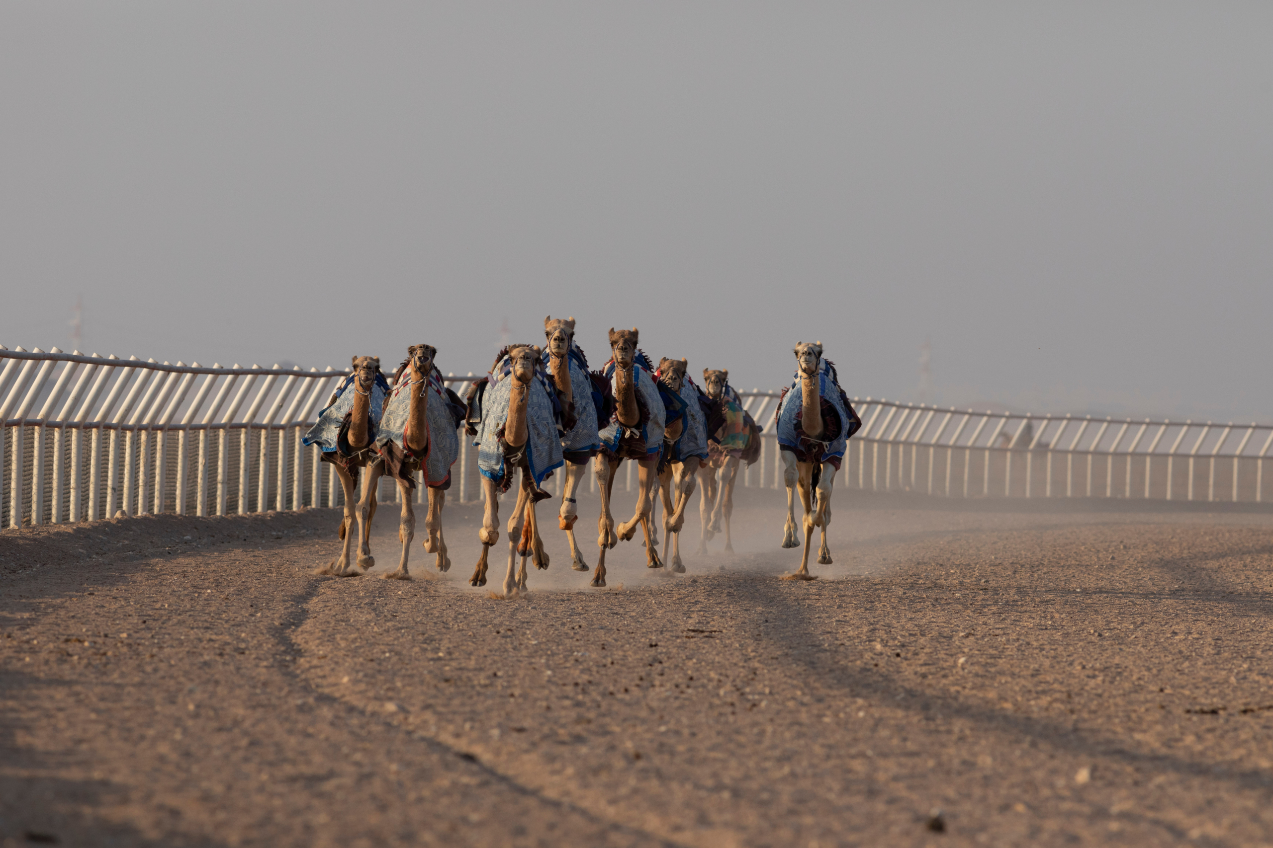 Camel Riding in Oman Salalah