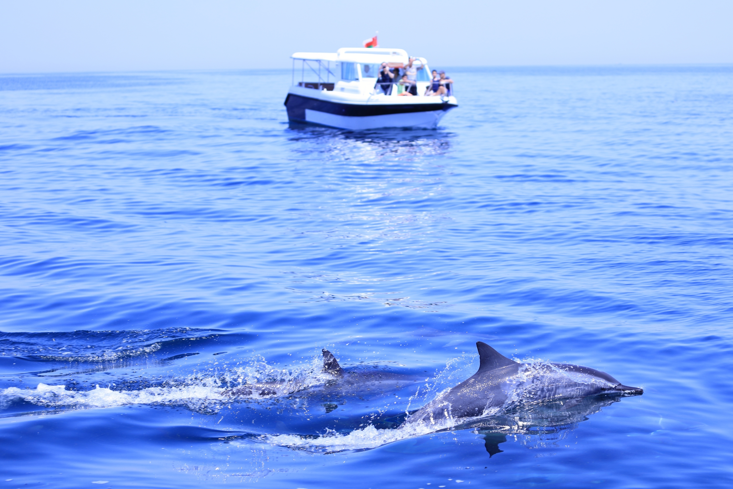 Dolphin Watching Oman