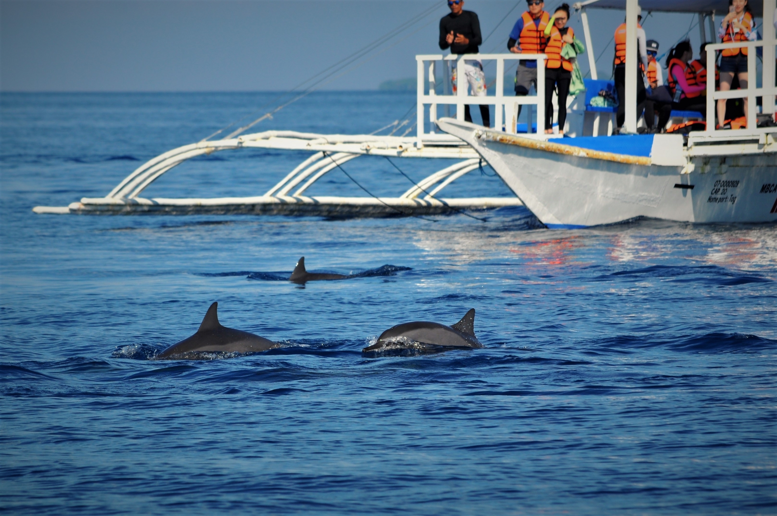Dolphin Watching Oman Salalah