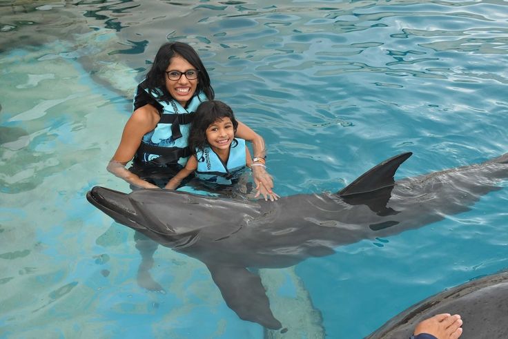 Scene of Swimming With Dolphins